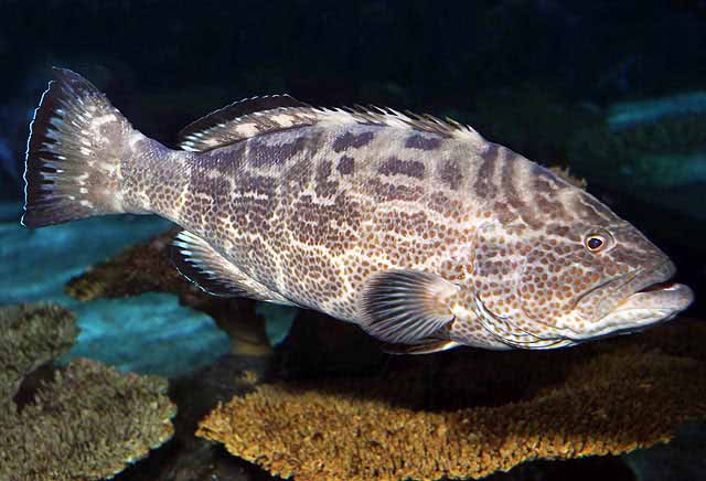 Black Grouper